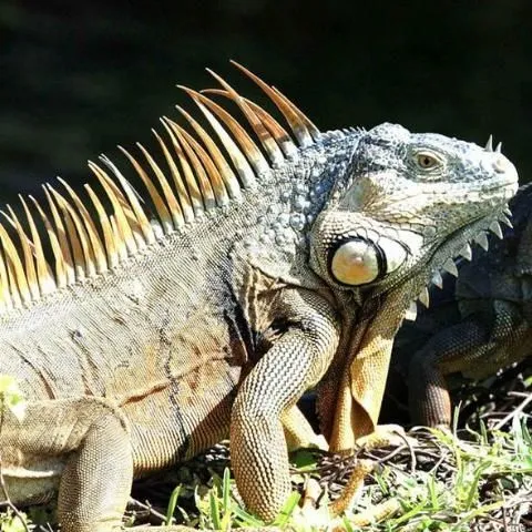 thumbnail for publication: Lidiando con iguanas en el paisaje del sur de Florida